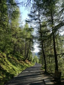 Forêt des Baronnies