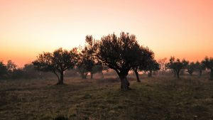 Champs d'oliviers de Nyons