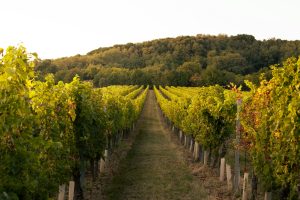 Vignes