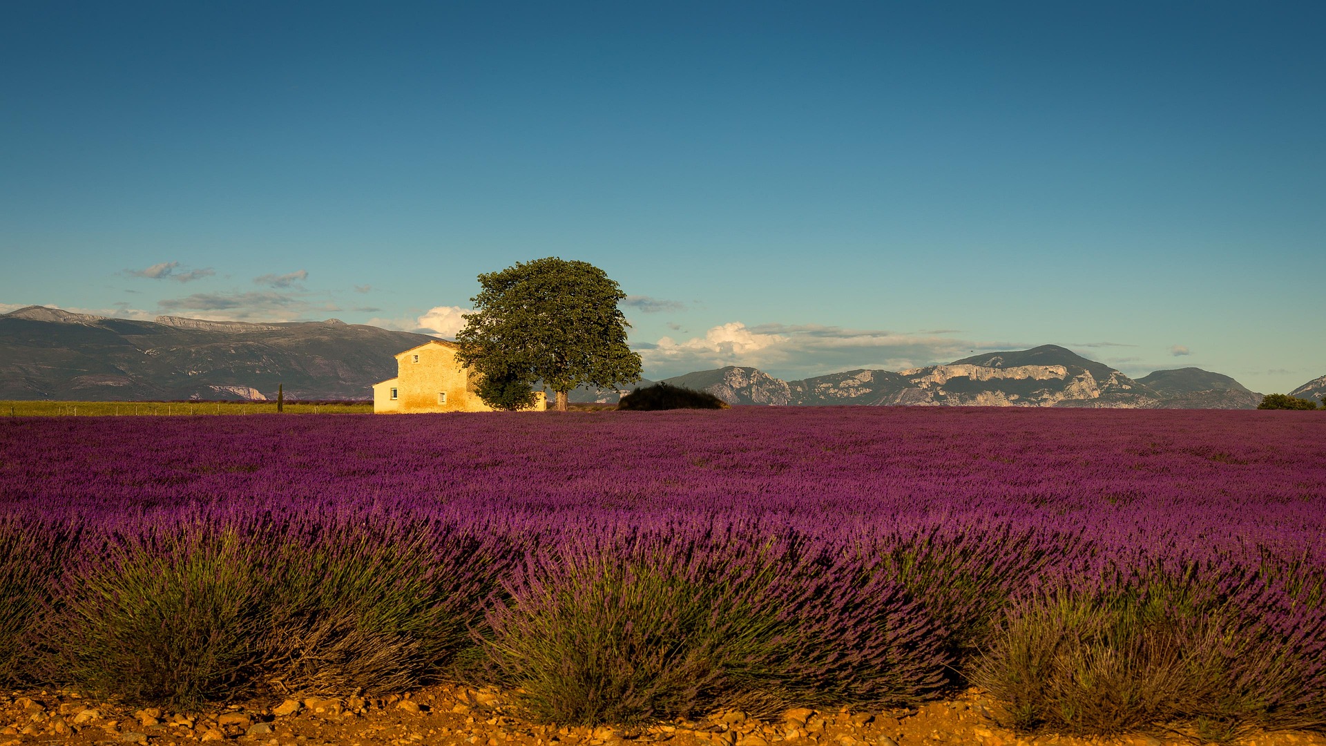 champs de lavande en drôme provençale